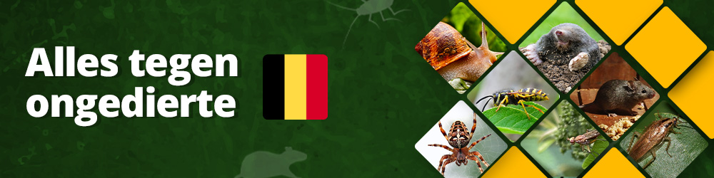 De beste ongediertebestrijding voor België