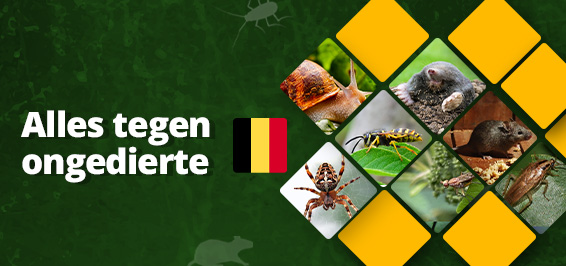De beste ongediertebestrijding voor België