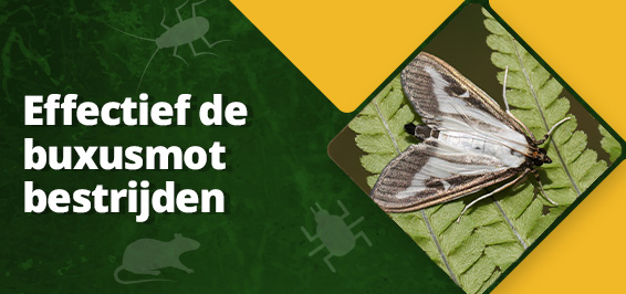 Effectief de buxusmot bestrijden