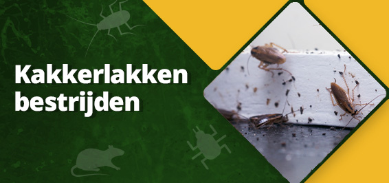 Hoe kun je kakkerlakken bestrijden?