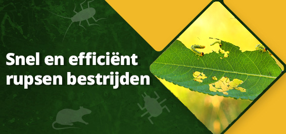 Snel en efficiënt rupsen bestrijden