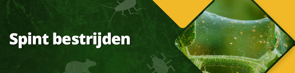 Hoe kun je spint bestrijden?