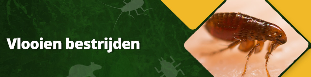 Vlooien bestrijden?
