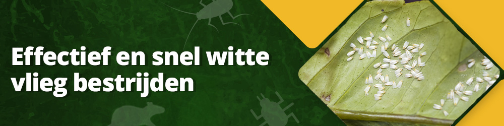 Effectief en snel witte vlieg bestrijden