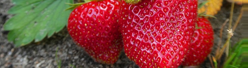 Bestel alles voor jouw moestuin bij Kabelshop.nl