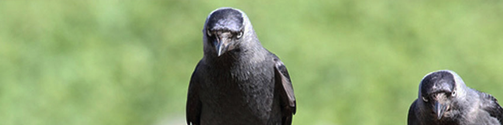 Bestel alles tegen vogels bij Kabelshop.nl