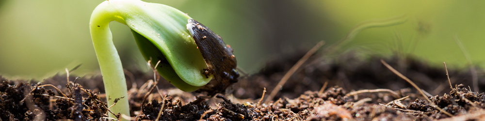 Plantjes ontkiemen dankzij Kabelshop.nl