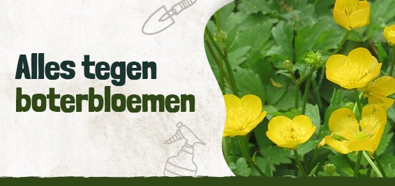 Alles tegen boterbloemen