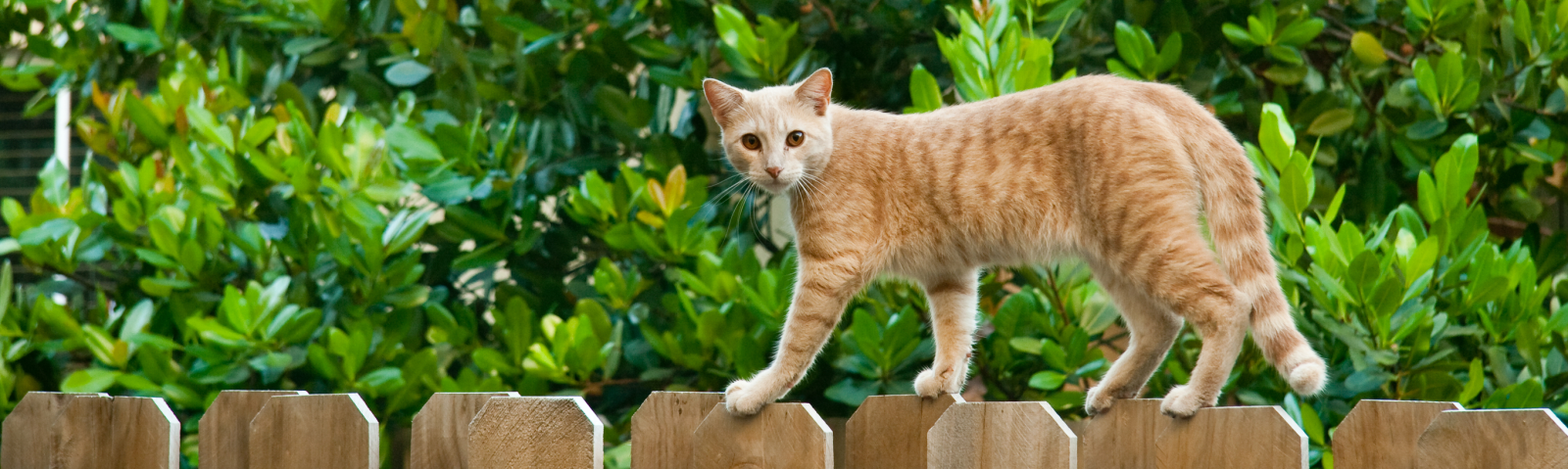 De beste kattenbestrijding voor jou bij Kabelshop.nl!