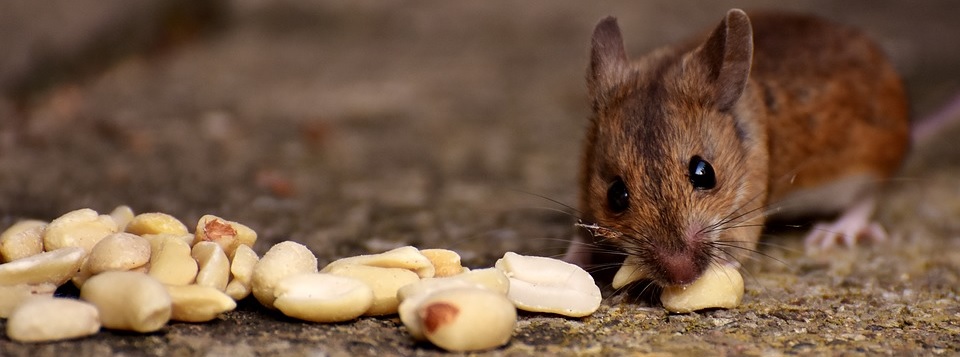 Beste manier om muizen te verjagen | Kabelshop.nl