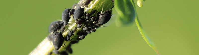 Ieder seizoen het juiste ongedierte bestrijden | Kabelshop.nl