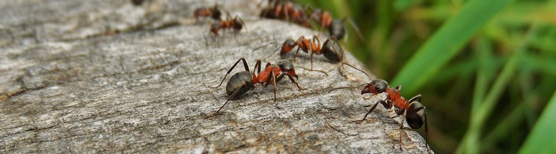 Let op de mieren in en rond het huis in de zomer en herfst! | Kabelshop.nl