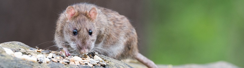 Muizen en ratten bestrijd je in de herfst en winter | Kabelshop.nl