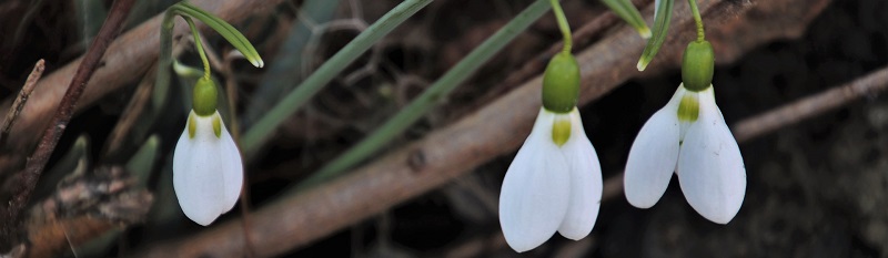 Maak jouw tuin winterklaar met Kabelshop.nl!