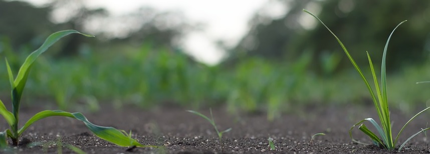 Hoe bemest je de planten in je tuin? | Kabelshop.nl