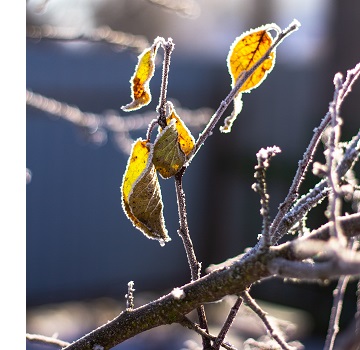 Jouw tuin verzorgen in december | Kabelshop.nl