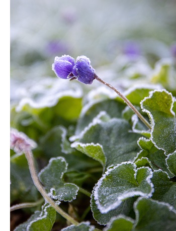 Jouw tuin verzorgen in januari | Kabelshop.nl