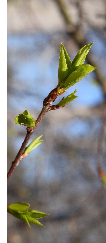 Jouw tuin verzorgen in maart | Kabelshop.nl