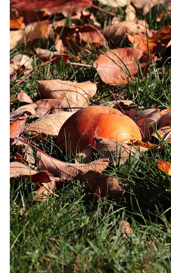 Jouw tuin verzorgen in oktober | Kabelshop.nl