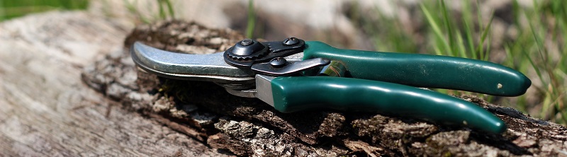 Snoei jouw planten en verzorg ze daarna goed | Kabelshop.nl