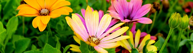 Iedere maand het juiste onderhoud voor jouw tuin! | Kabelshop.nl