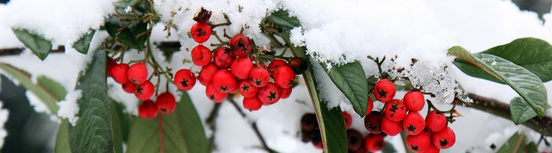 Maak jouw tuin winterklaar met Kabelshop.nl