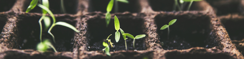 De juiste potgrond voor jouw planten