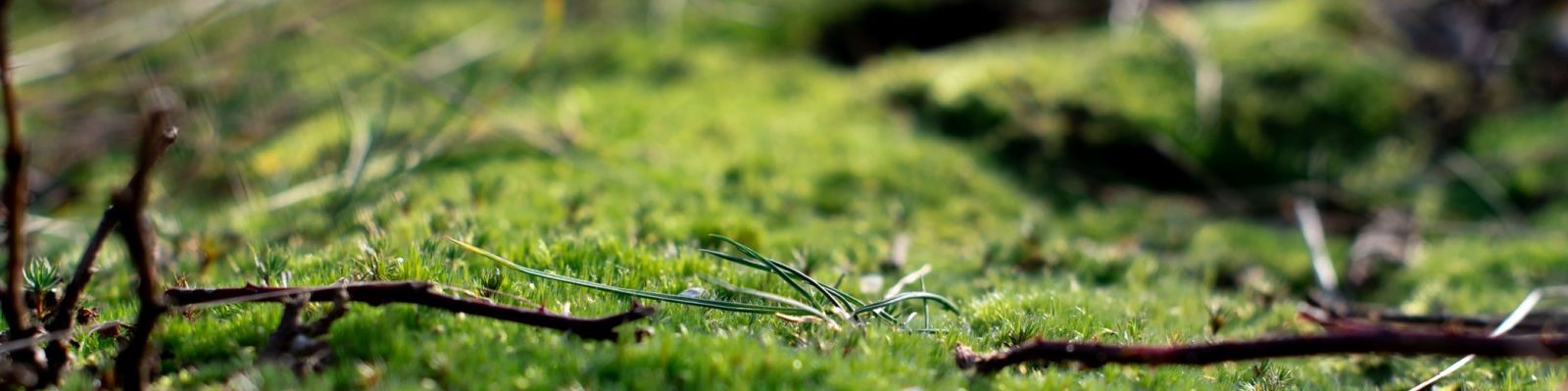 Hoe bestrijd je mos in de tuin?