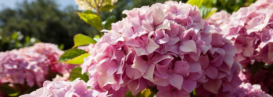 Tips & tricks voor het verzorgen van je border