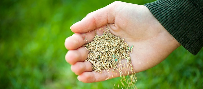 Blog: gras zaaien tips en stappenplan