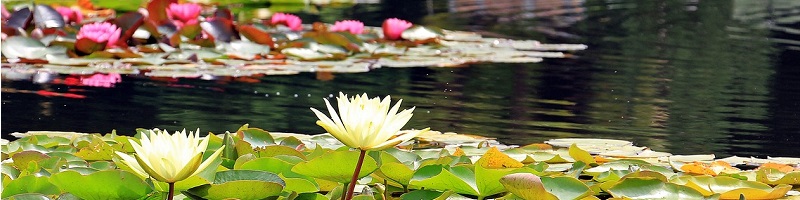 Een vijver aanleggen