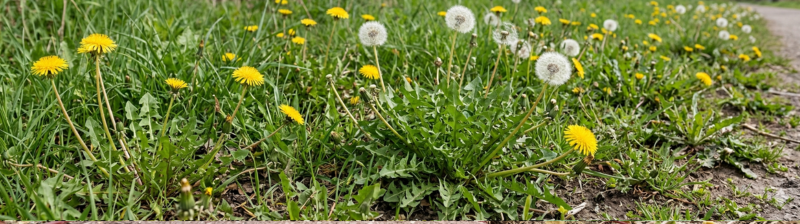 Paardenbloemen bestrijden