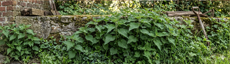 Brandnetel bestrijden