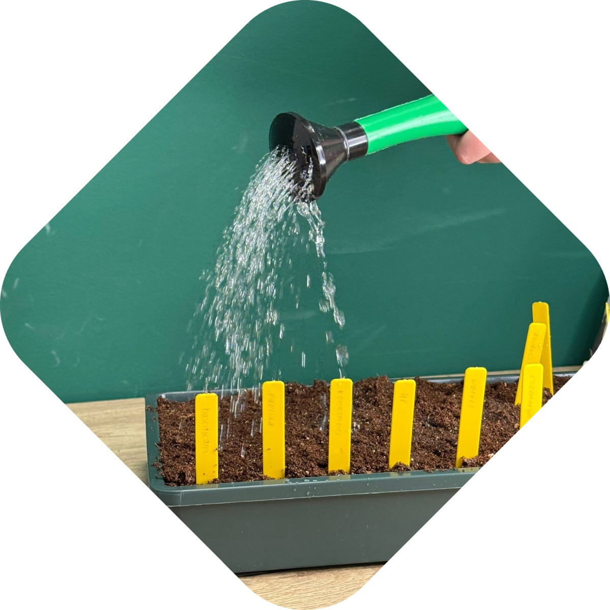 Effectief plantjes kweken: water geven