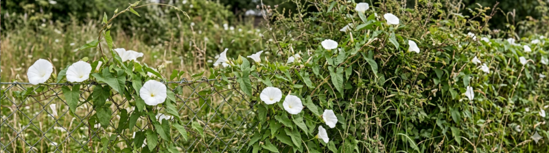 Haagwinde bestrijden