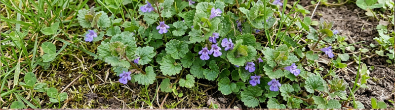 Hondsdraf bestrijden