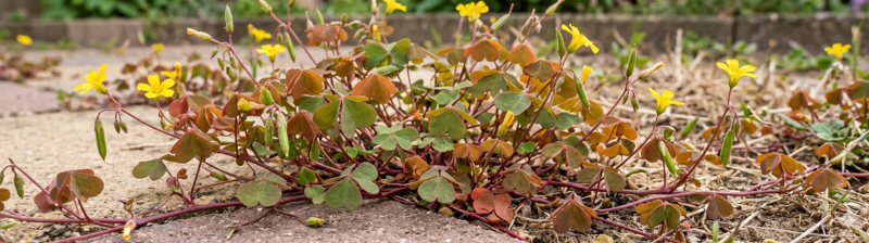 Klaverzuring bestrijden