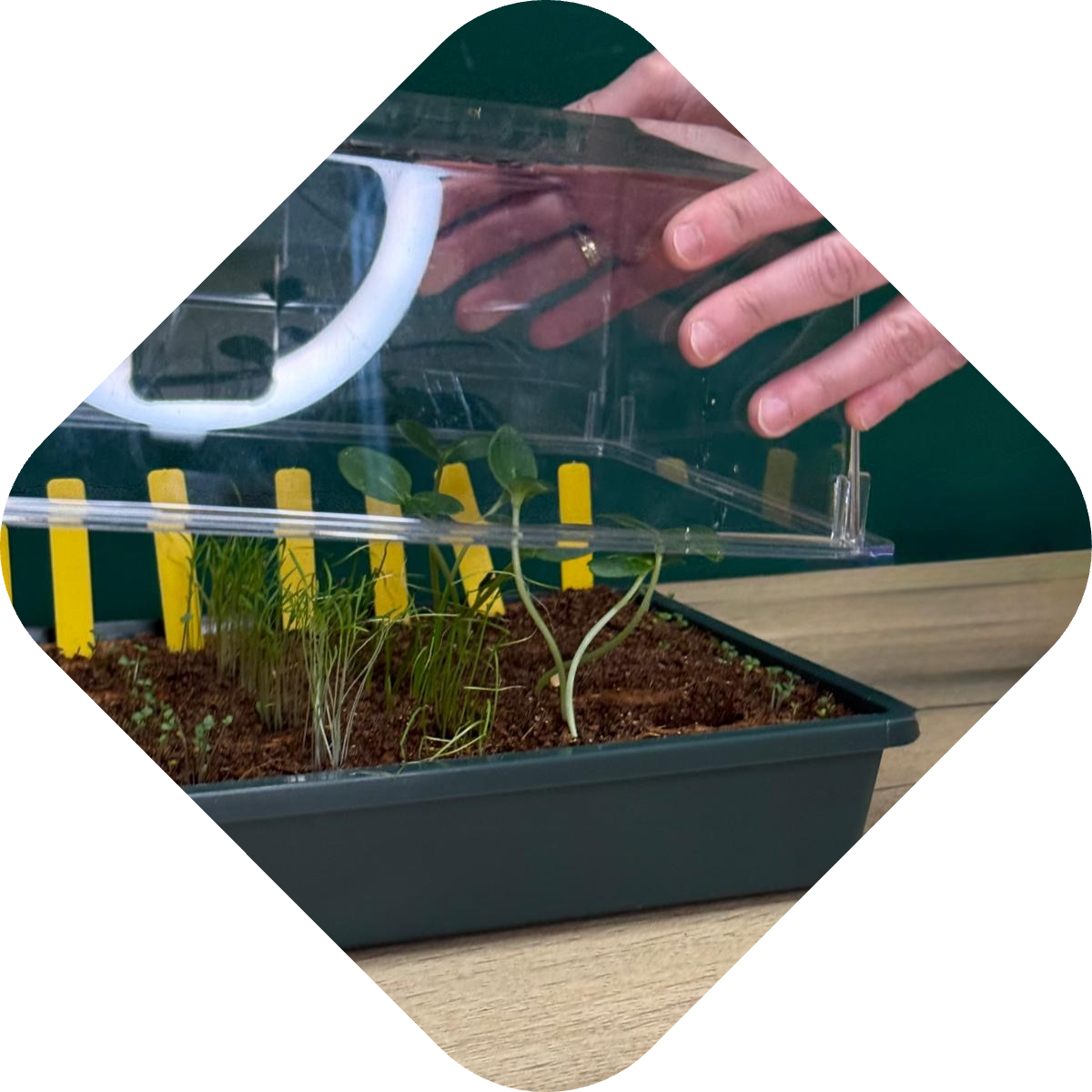 Zaailingen verpotten stap 1