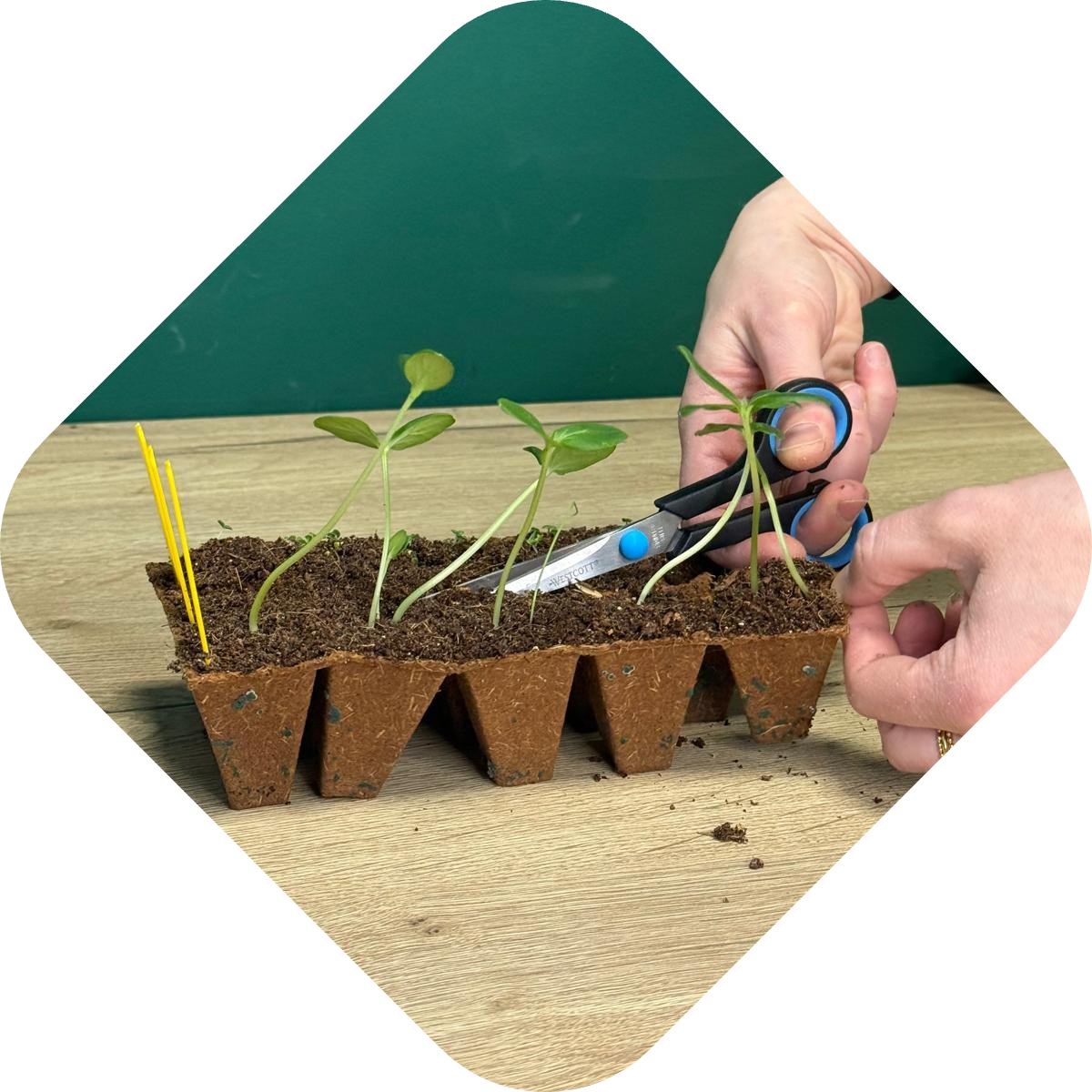 Zaailingen verpotten stap 2