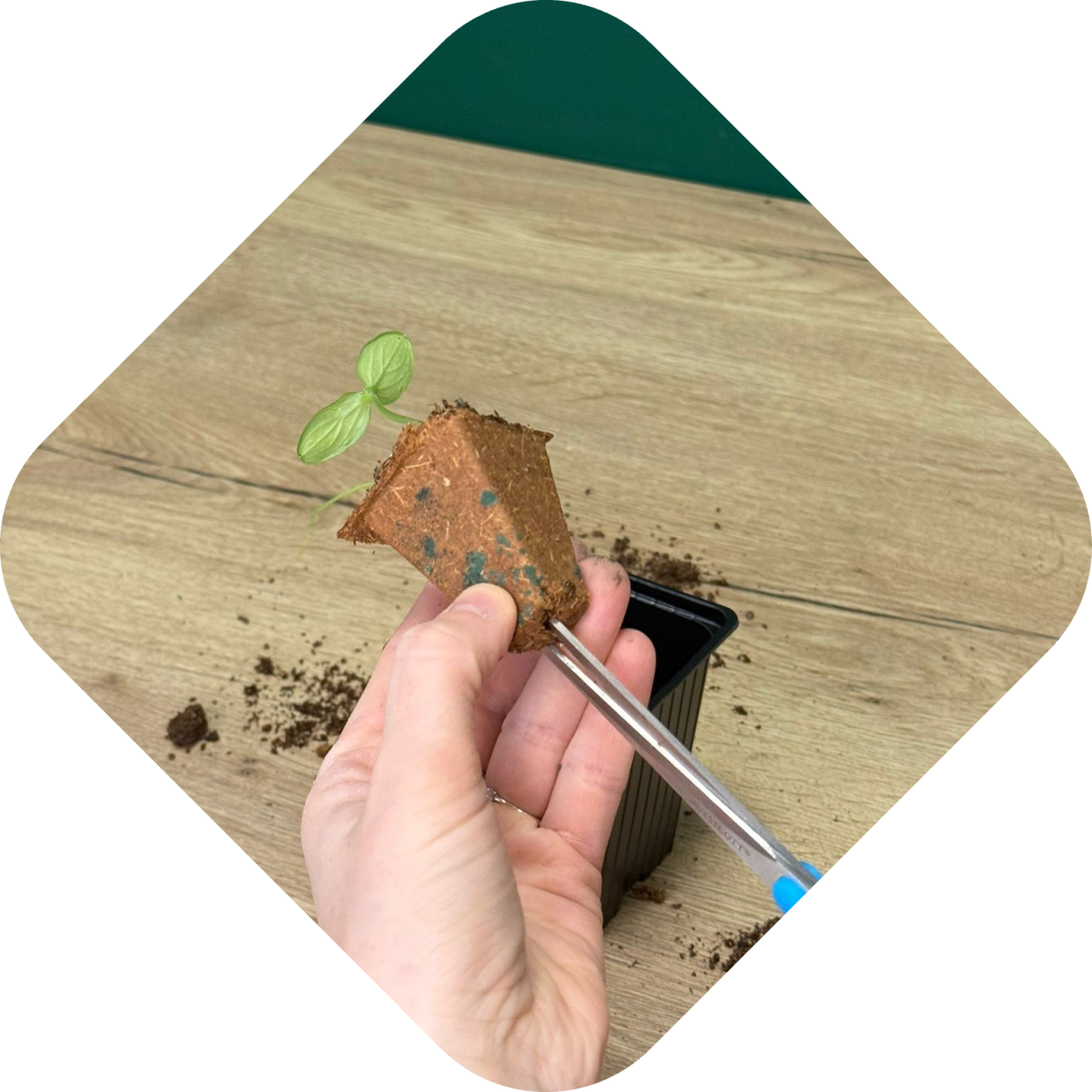 Zaailingen verpotten stap 3