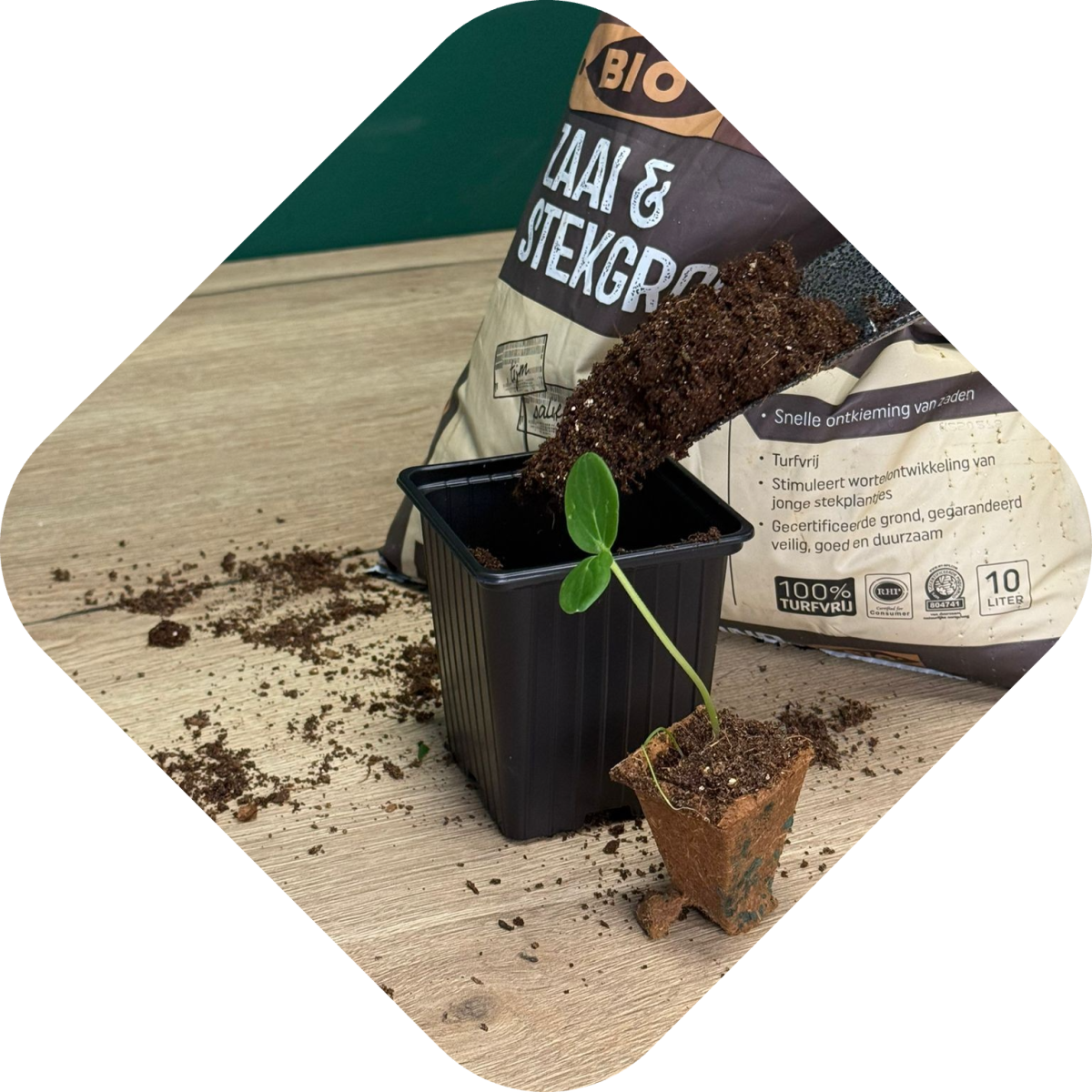 Zaailingen verpotten stap 4