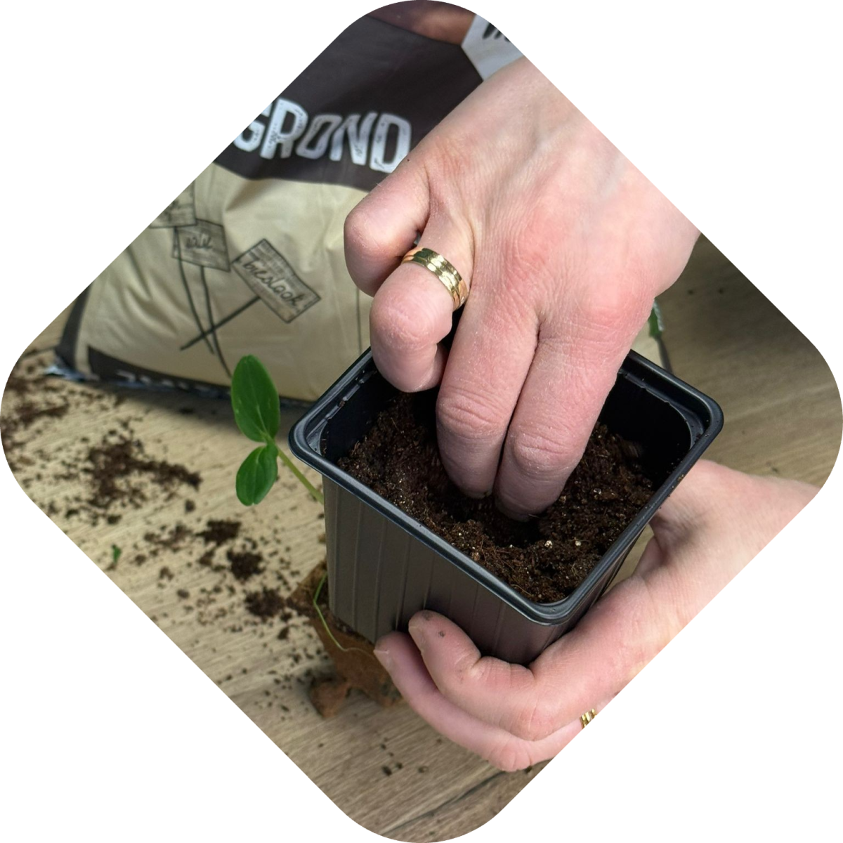 Zaailingen verpotten stap 5