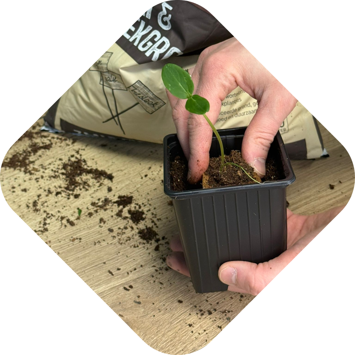 Zaailingen verpotten stap 6