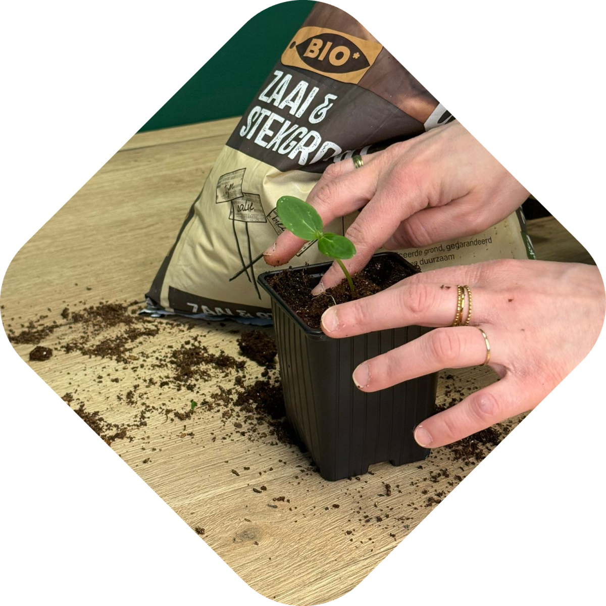 Zaailingen verpotten stap 7