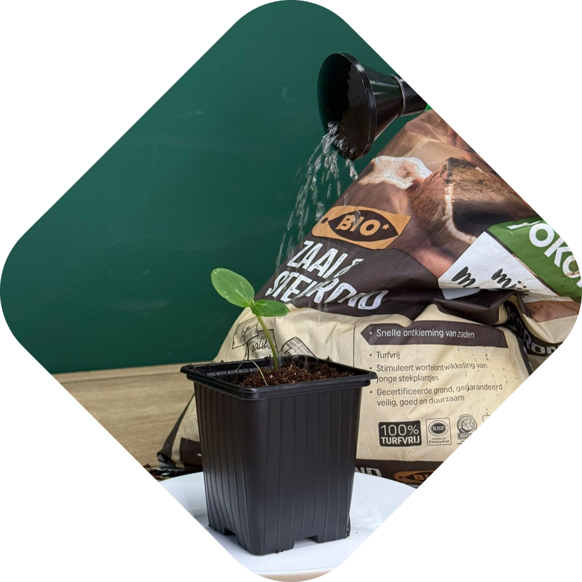 Zaailingen verpotten stap 8