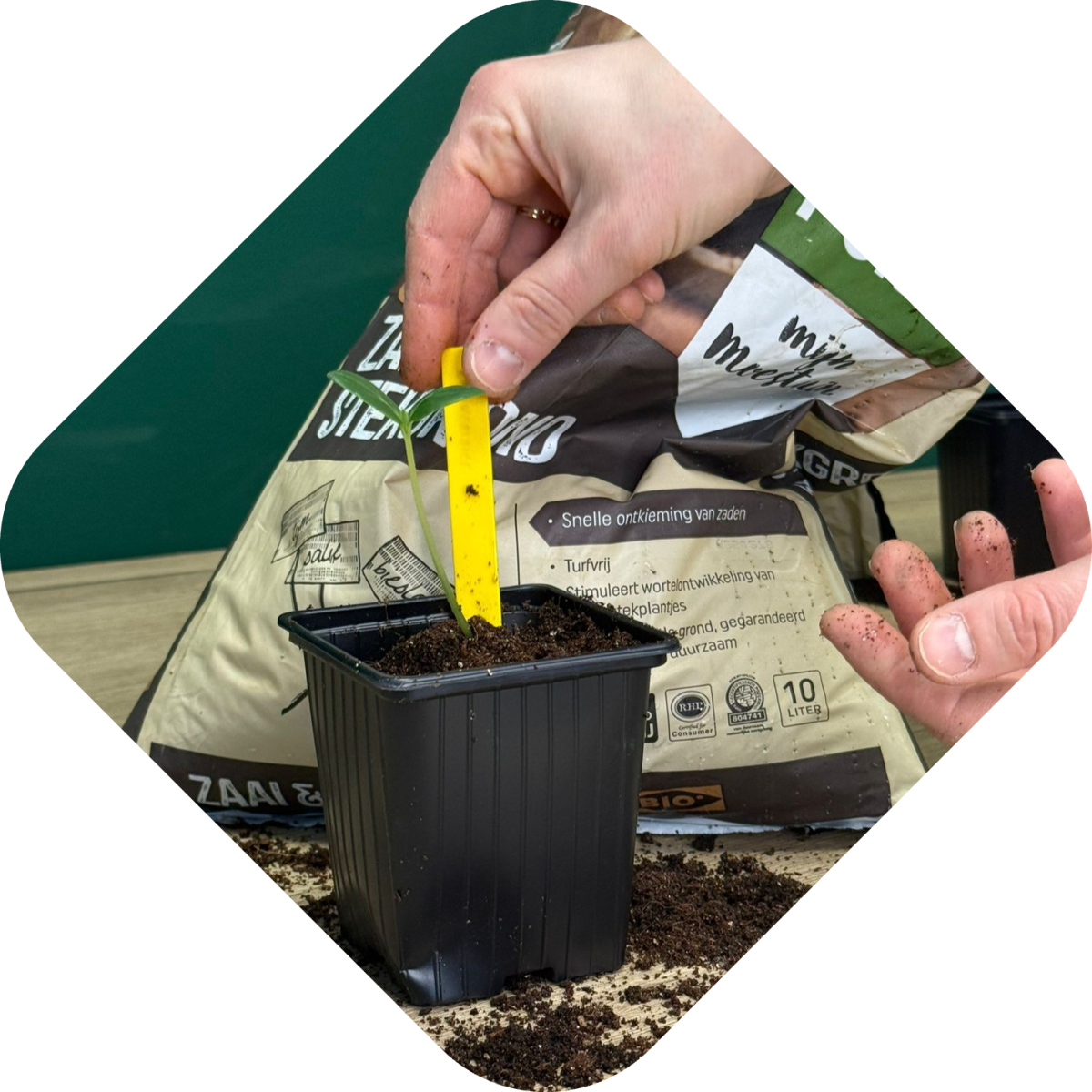 Zaailingen verpotten stap 9