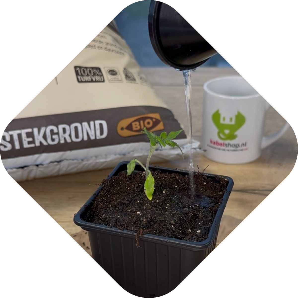 Zaailingen verpotten stap 5