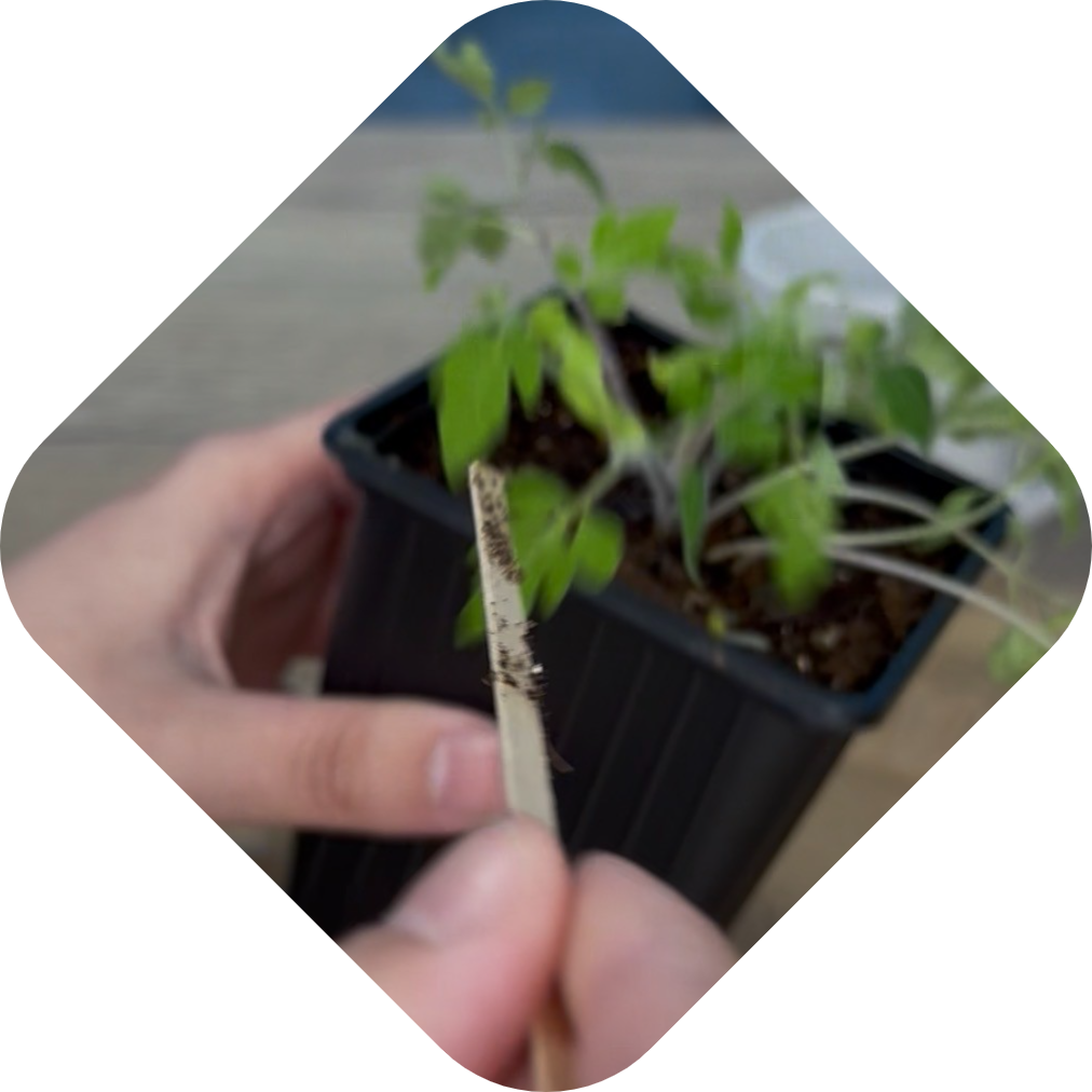 Zaailingen verpotten stap 2