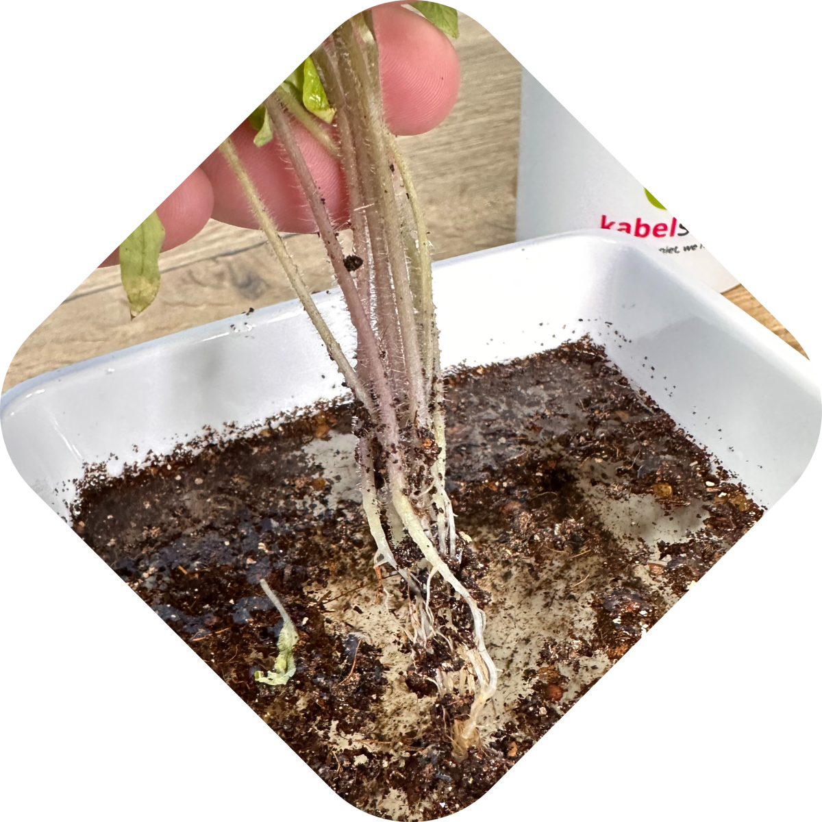 Zaailingen verpotten stap 3