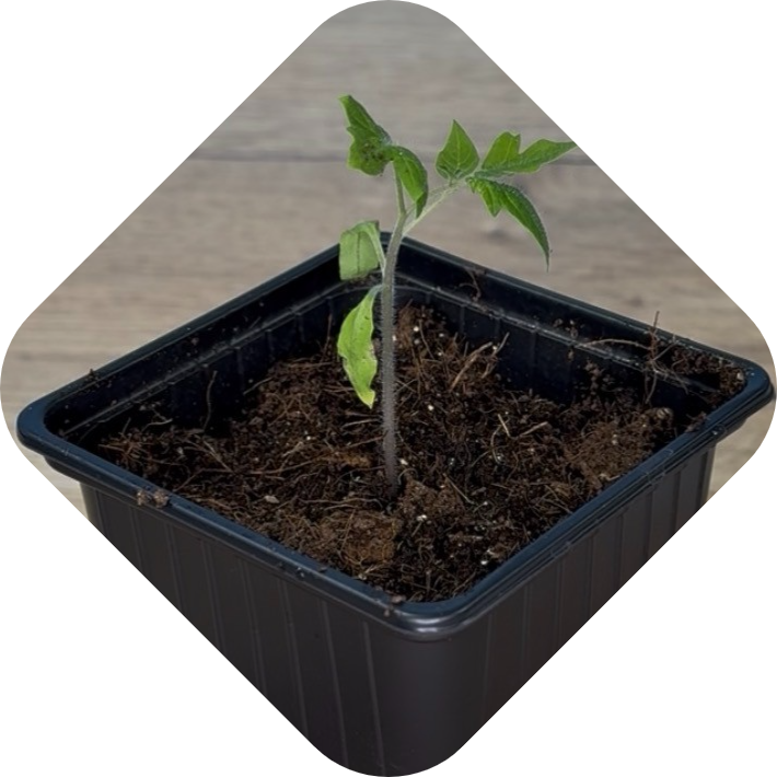 Zaailingen verpotten stap 4